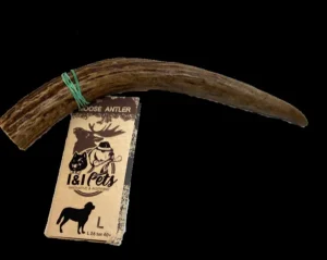 Moose Antler | I&I Pets Online