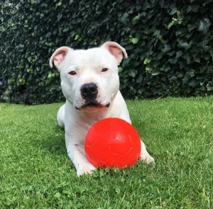 Soccer Ball | Jolly Store