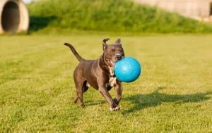 Soccer Ball | Jolly Store