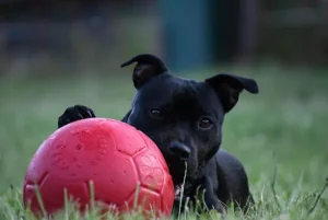 Soccer Ball | Jolly Store