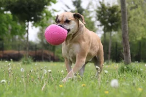 Soccer Ball | Jolly Store