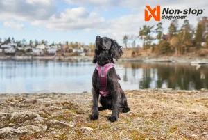 Ramble Harness | Non Stop Dogwear Cheap