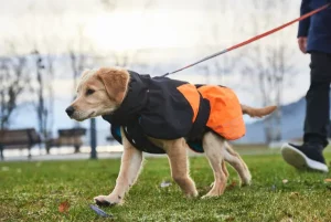 Glacier Jacket 2.0 | Non Stop Dogwear Cheap