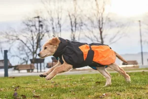 Glacier Jacket 2.0 | Non Stop Dogwear Cheap