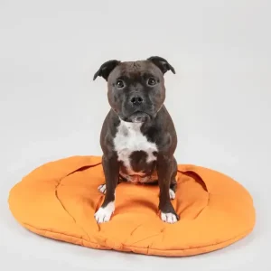 Playmat For Dogs - Pumpkin | Paikka Outlet