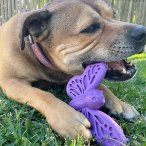 Butterfly Nylon Chew & Enrichment Toy | Sodapup Best Sale