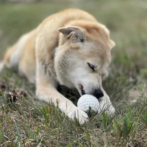 Golf Ball Rubber Treat Dispenser & Enrichment Toy | Sodapup Outlet