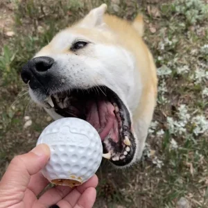 Golf Ball Rubber Treat Dispenser & Enrichment Toy | Sodapup Outlet